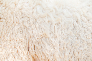 Natural fiber thermal fur wool texture background from sheep with white bright color tone. Backdrop for design art work or text message.