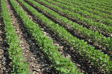 Fototapeta na wymiar Agriculture, soybean plant in field