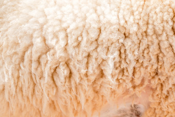 Natural fiber thermal fur wool texture background from sheep with white bright color tone. Backdrop for design art work or text message.