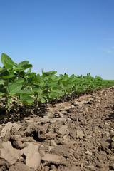 Agriculture, soybean plant in field