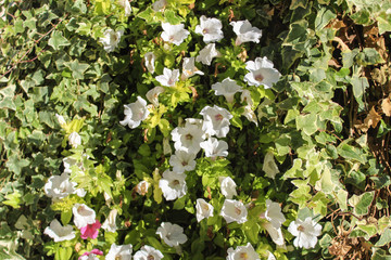 Violet Flower Detail
