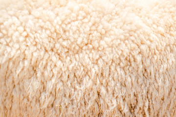 Natural fiber thermal fur wool texture background from sheep with white bright color tone. Backdrop for design art work or text message.