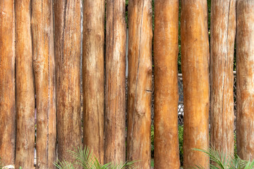 Background of Tree Trunk, used for barrier, Texture or backdrop