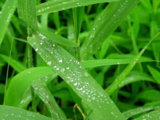 雨に濡れる土手の葭