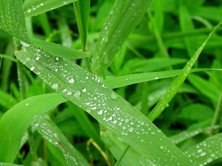雨に濡れる土手の葭