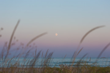 View of the sunset sea full moon through the grass on the beach. Herbs on the sandy shore against the sunset sky. soft selective focus