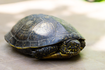 Closeup of a black and yellow spotted turtle