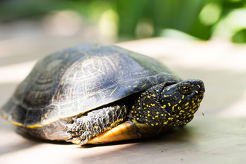 Fototapeta premium Closeup of a black and yellow spotted turtle