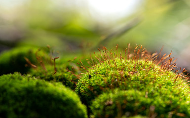 Closeup of fresh green moss with spores in sunlight, selective focus. Beautiful natural background...