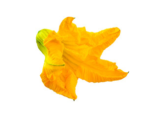 Naklejka premium Blooming yellow orange pumpkin flower without leaves and stem isolated on white background. Food Ingredient for mediterranean traditional cuisine