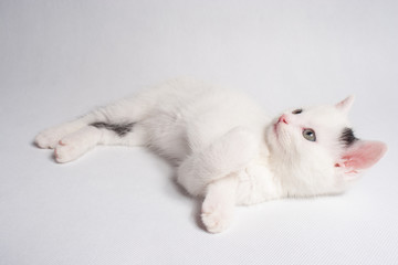 Beautiful cat lying with a smile waiting on a white background