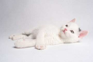Fototapeta na wymiar Beautiful cat lying with a smile waiting on a white background