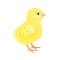Chick isolated on white background. Vector illustration of a cute funny yellow baby chicken in cartoon simple flat style.