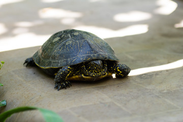 Closeup of a black and yellow spotted turtle