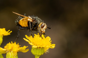 Tachina fera fly on a bloom