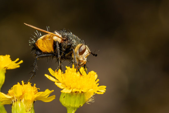 Tachina fera fly on a bloom