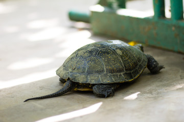 Closeup of a black and yellow spotted turtle