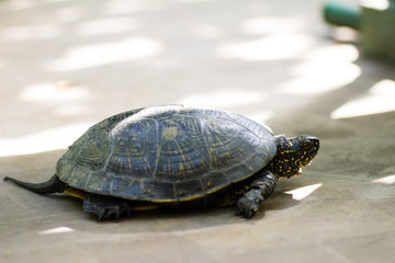 Closeup of a black and yellow spotted turtle