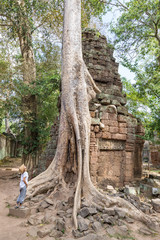 One person looking at Ta Prohm famous jungle tree roots embracing Angkor temples, revenge of nature against human buildings, travel destination Cambodia.