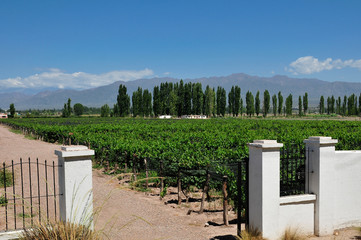 winery in Mendoza