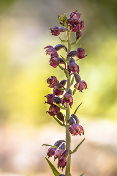 Dark Red Helleborine