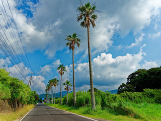南国の道