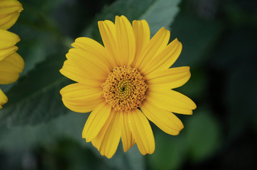 yellow flower in the garden