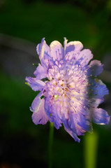 purple flower