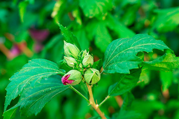 Landscape of flowers, parks and natural environment