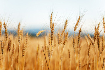 Ears of wheat in golden color.