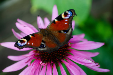 butterfly on a flower