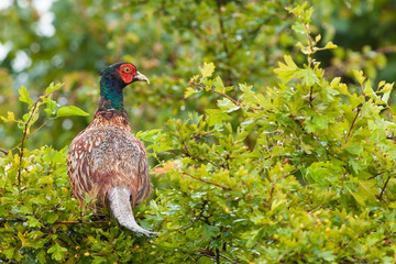 Pheasant Phasianus colchicus male resting after rain on shrub.