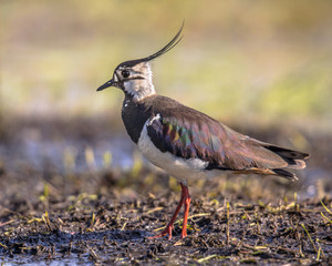 Northern Lapwing profile in wetland