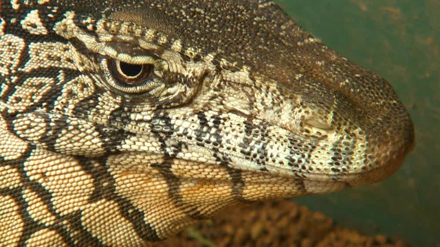 Steady, close up shot of a perentie with a bored look on his face.