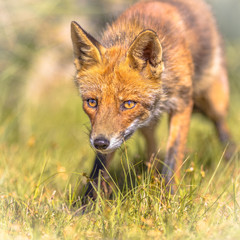 Red Fox sly portrait
