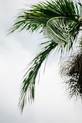 Fototapeta na wymiar Coconut tree isolated on white background.