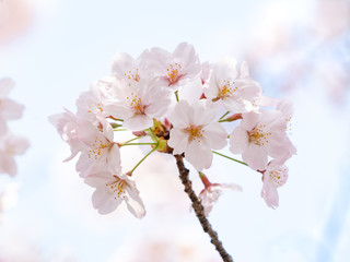 cherry blossom on background of blue sky
