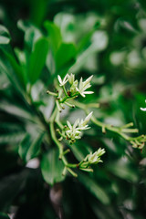 Tropical flowers frangipani (plumeria) on a green tree.