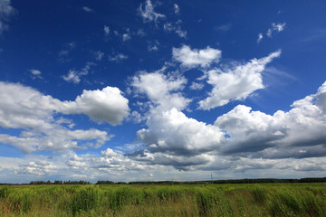 Beautiful summer landscape. White clouds in a blue sky over a green meadow on a sunny day