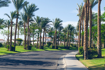 Fototapeta na wymiar Palm trees along the road on the coast of the Red Sea, Sharm el-Sheikh, Egypt