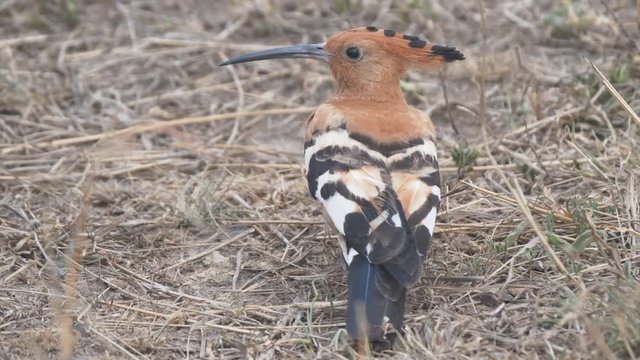 a strange looking hoopoe bird sits on the ground at masai mara national reserve in kenya, africa- 4K 60p