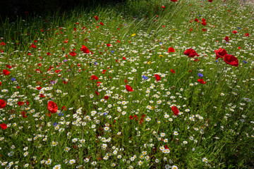 Summer wildflowers