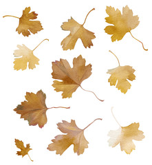 Brown red leaves of wild currant on white