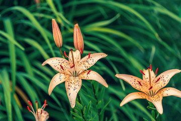 Naklejka na ściany i meble Delightful lilies bloom in the garden.