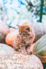 Fototapeta na wymiar Cute red kitten sitting on a pile of pumpkins