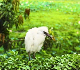 great white egret on grass