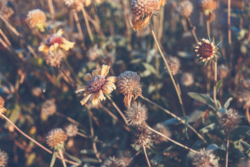 Beautiful dry flower covered with hoarfrost.