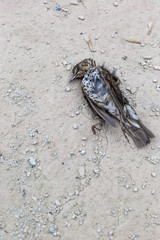 Dead bird on concrete floor