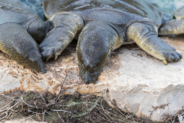 Nile  soft-skinned turtles - Trionyx triunguis - climb onto the stone beach in search of food in the Alexander River near Kfar Vitkin settlement in Israel