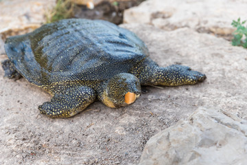 Nile  soft-skinned turtle - Trionyx triunguis - Turtle climbed on a stone beach and eats in the Alexander River near Kfar Vitkin settlement in Israel